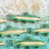 trout trout